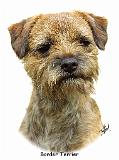 Border Terrier 9A21D-19_2